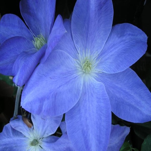 CLEMATIS DIANA DELIGHT