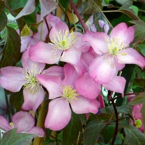 CLEMATIS FREDA