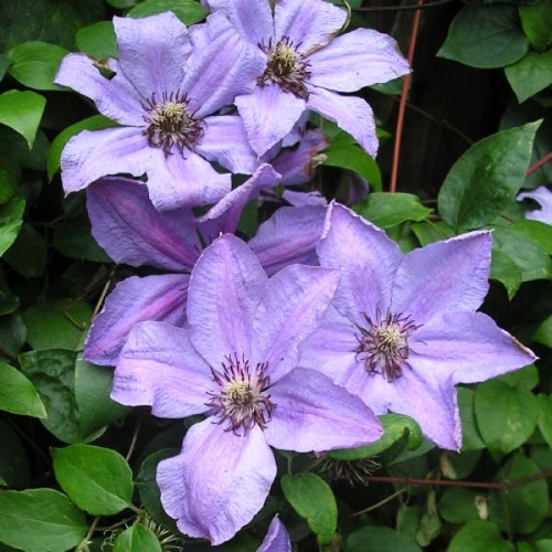 CLEMATIS HAPPY ANNIVERSARY