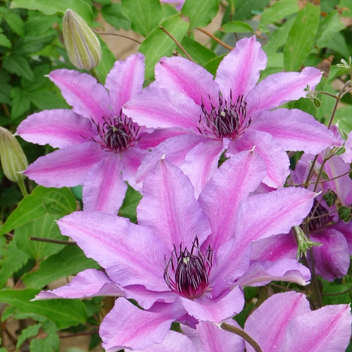 CLEMATIS ISABELLA