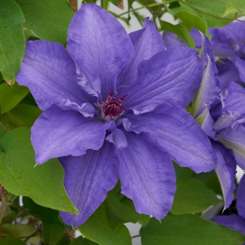 CLEMATIS LINDSAY