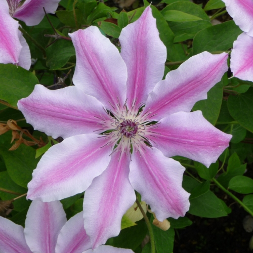 CLEMATIS NELLY MOSER