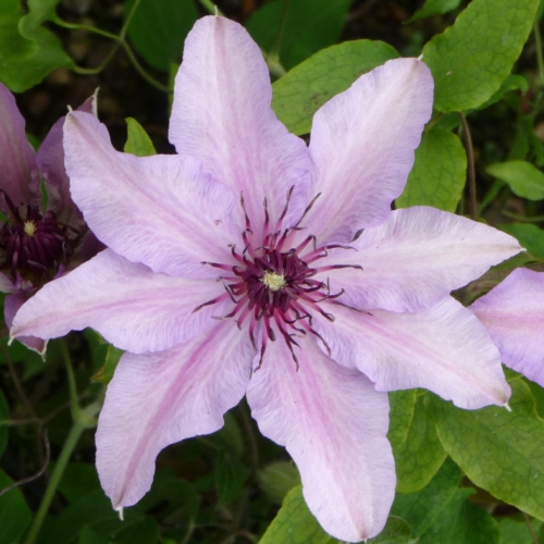 CLEMATIS SALLY