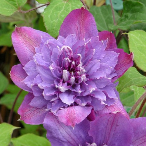 CLEMATIS VYVYAN PENNELL