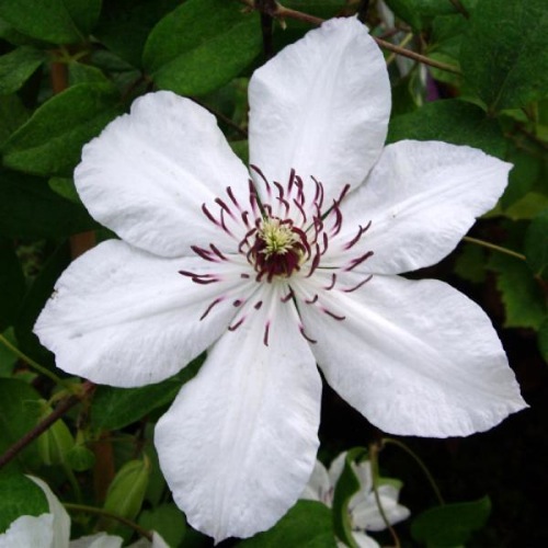 CLEMATIS  ROYAL WEDDING