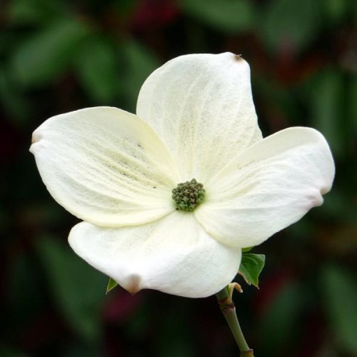 CORNUS EDDIES WHITE WONDER