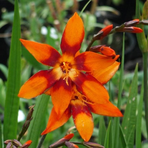 CROCOSMIA EMILY MCKENZIE