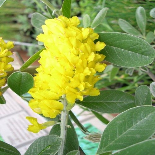  SCENTED PINEAPPLE BROOM