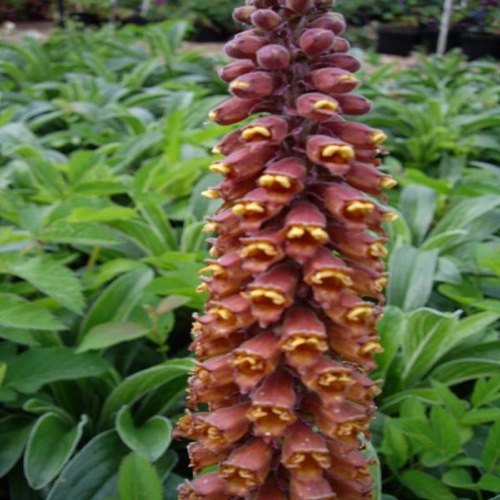 DIGITALIS MILK CHOCOLATE