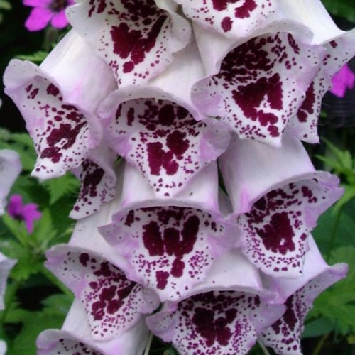 DIGITALIS PAMS CHOICE