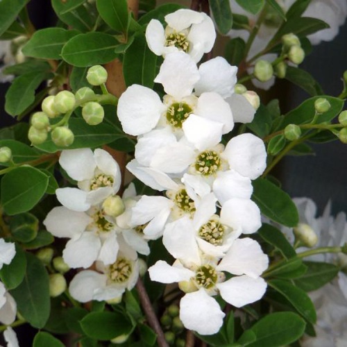 EXOCHORDA THE BRIDE