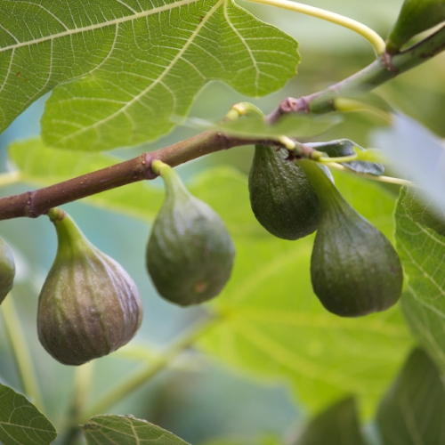 FRUITY FIG TREE