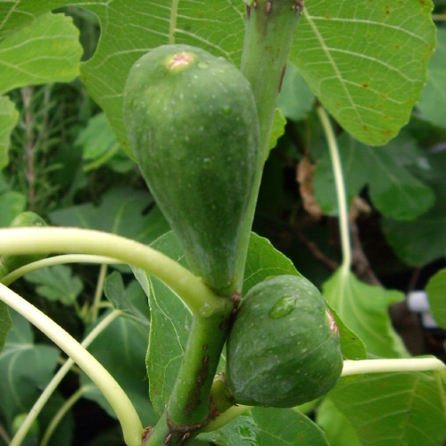 FIG LITTLE MISS FIGGY