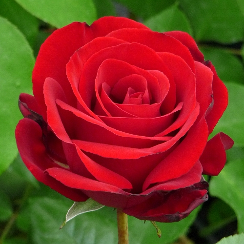  A BEAUTIFUL RED ROSE 