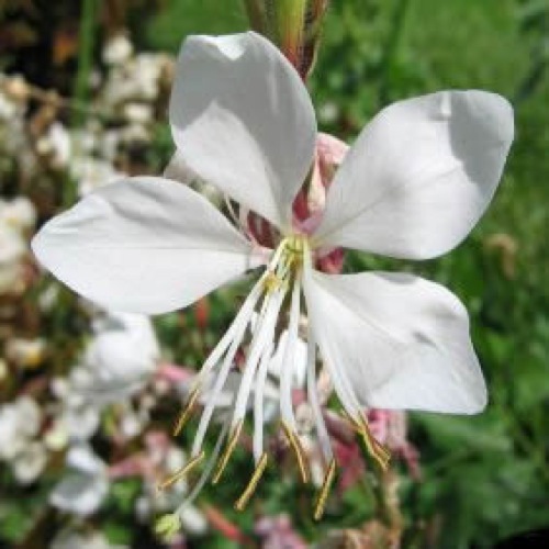 GAURA THE BRIDE