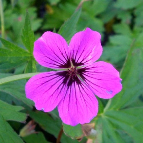 GERANIUM PATRICIA