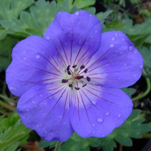 GERANIUM ROZANNE