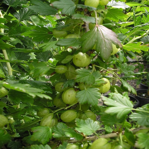 GOOSEBERRY BUSH