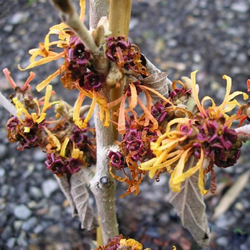 HAMAMELIS HARRY