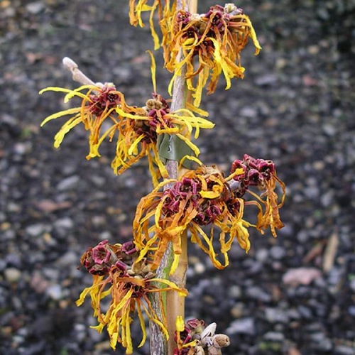 HAMAMELIS JOHN