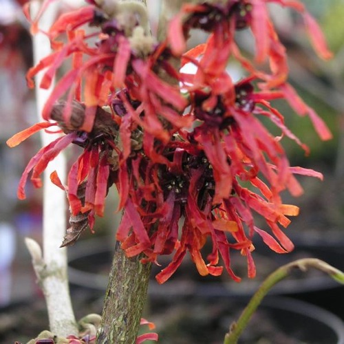 HAMAMELIS DIANE