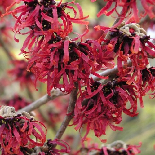 HAMAMELIS RUBY GLOW