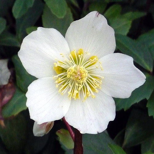 HELLEBORUS WHITE FLOWERS