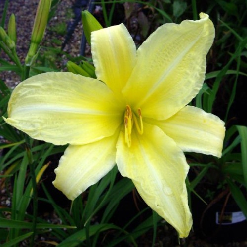 HEMEROCALLIS DIAMOND DUST