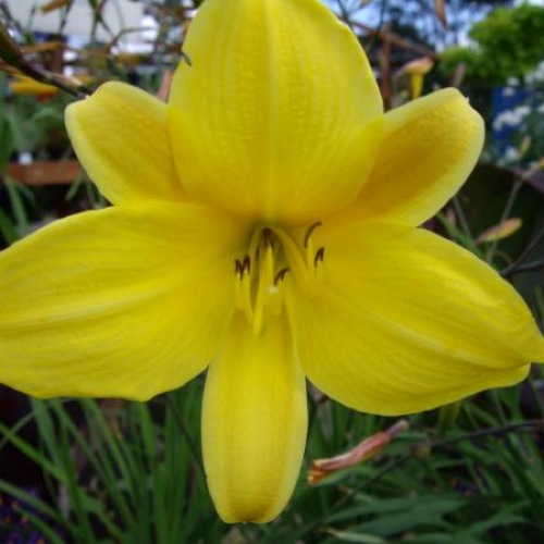 HEMEROCALLIS CORKY