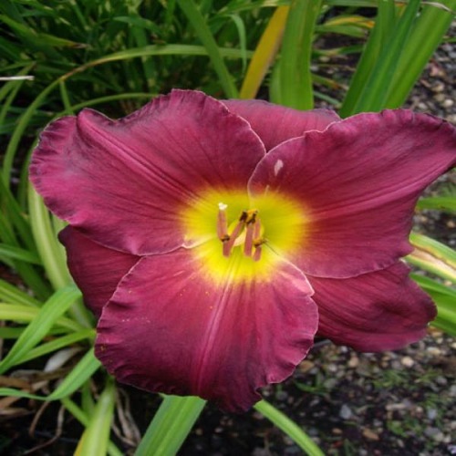 HEMEROCALLIS  JORDAN