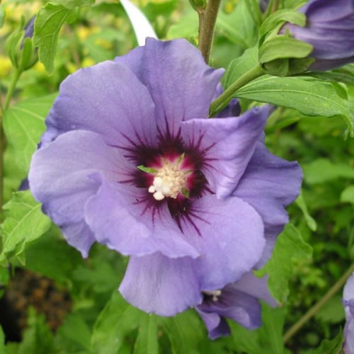 HIBISCUS BLUE BIRD