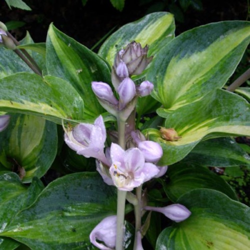 HOSTA JUNE