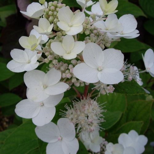 A BEAUTIFUL WHITE HYDRANGEA