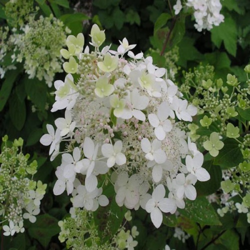 HYDRANGEA PANICULATA RUBY