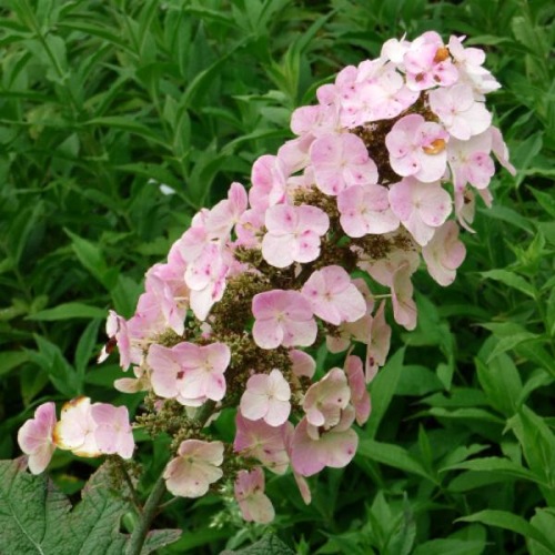 HYDRANGEA ALICE