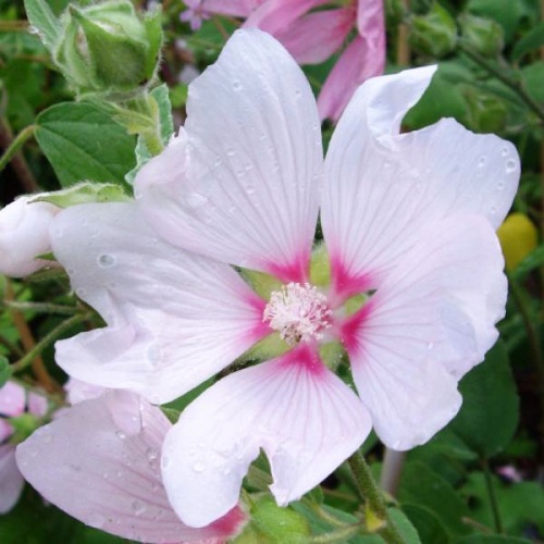 LAVATERA SILVER BARNSLEY