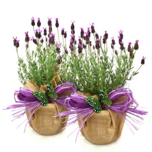 Giftaplant - BEAUTIFUL PAIR OF FRENCH LAVENDERS