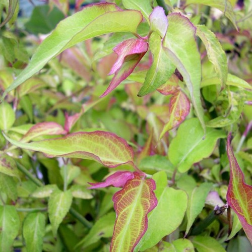 LEYCESTERIA GOLDEN LANTERNS