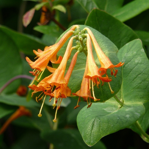 LONICERA COPPER BEAUTY