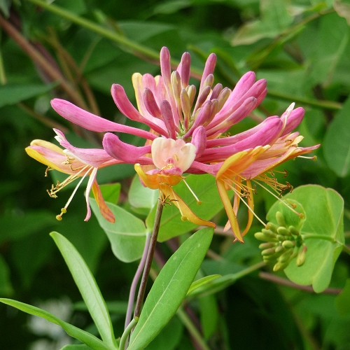 FRAGRANT  HONEYSUCKLE