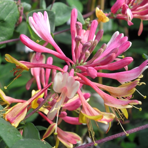 LONICERA GOLD FLAME