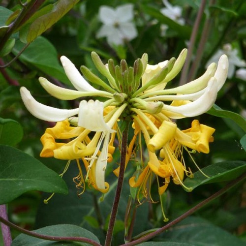 LONICERA SWEET SUE