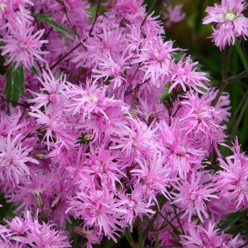 LYCHNIS JENNY