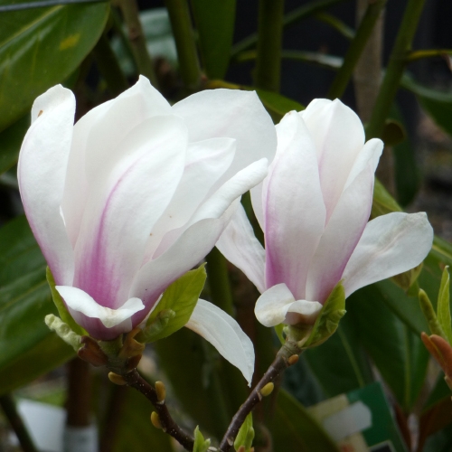 MAGNOLIA HEAVEN SCENT 