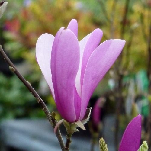 magnolia susan giftaplant