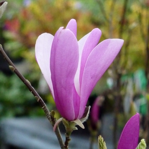 MAGNOLIA SUSAN