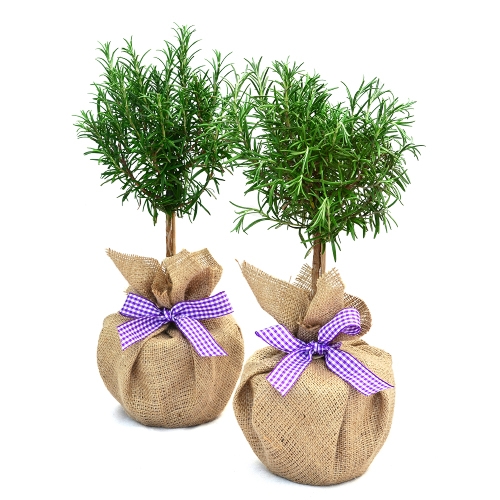 PAIR  MINI STEM ROSEMARY