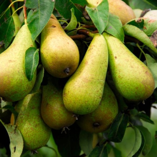 PATIO PEAR TREE