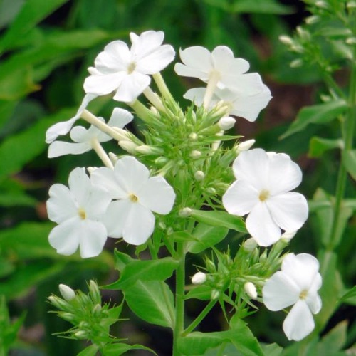 PHLOX DAVID