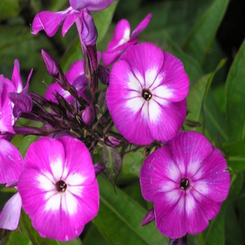 PHLOX LITTLE LAURA